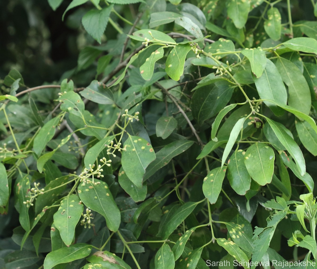 Cinnamomum citriodorum Thwaites